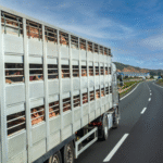 Navigating Livestock Freight: Safe, Compliant, and Efficient