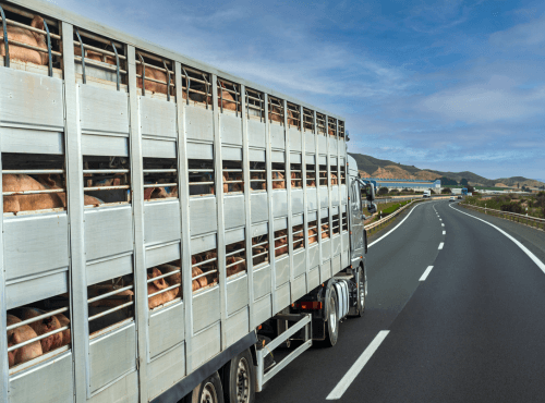 Livestock transport