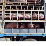 The New Standard in Livestock Freight Management
