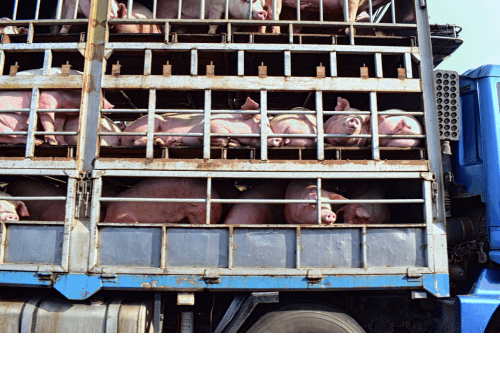 Livestock Freight